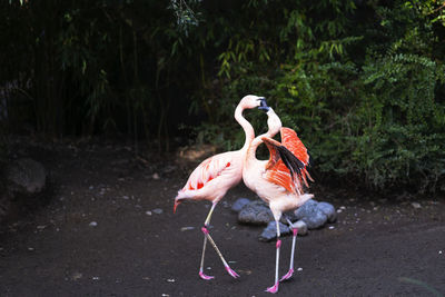 Close-up of flamingos  in lake