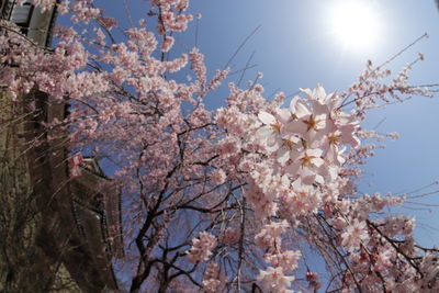 Low angle view of cherry blossoms against sky