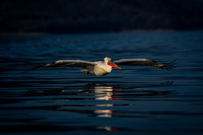 Bird flying over lake