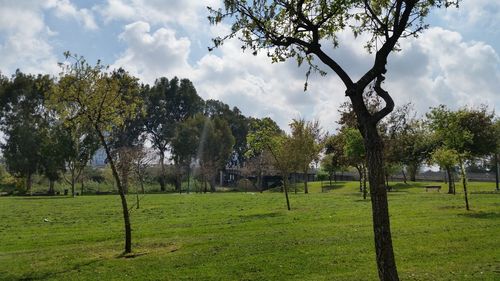 Trees on grass against sky