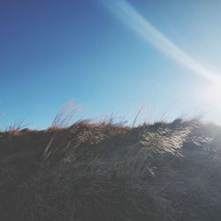 Plants growing on land against clear sky