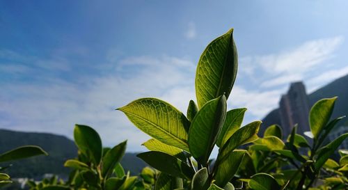 Close-up of leaves against sky
