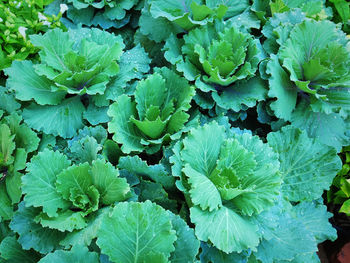 Full frame shot of green leaves