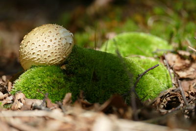 Close-up of mushroom growing on field