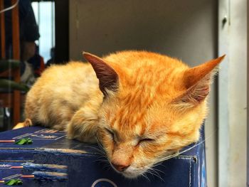 Close-up of a cat looking away
