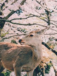 Close-up of deer