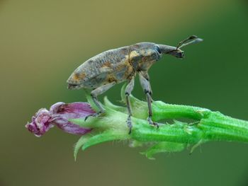 Close-up of insect on flower