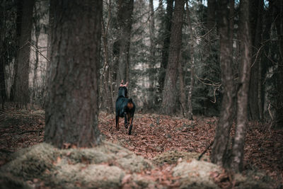 View of a horse in the forest