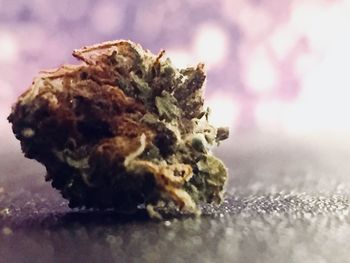 Close-up of driftwood