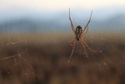 Close-up of spider on web