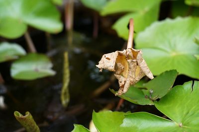 A leave lotus was going degradation in the lotus pot.