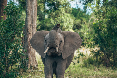 Elephant in a forest