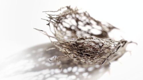 Close-up of dried plant against white background