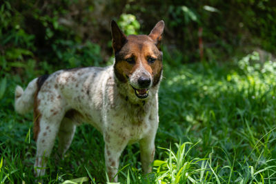 Portrait of dog on field