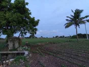 Scenic view of agricultural field against sky