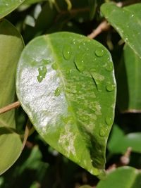 Close-up of wet plant