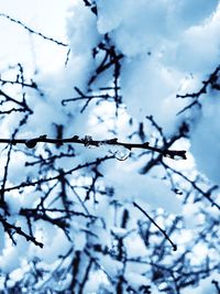 Low angle view of flower tree against sky