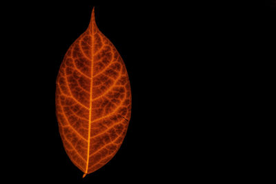 Close-up of orange leaf against black background