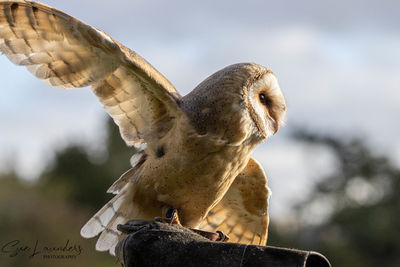 Low angle view of owl perching