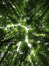 Low angle view of trees in forest