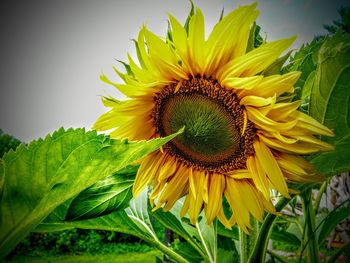 Close-up of sunflower