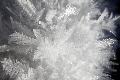 Full frame shot of pine trees during winter