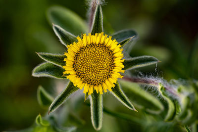 Close-up of sunflower