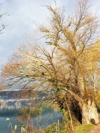 Tree by lake against sky