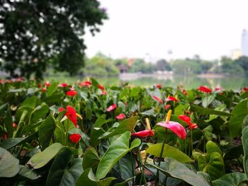 Close-up of red flowers blooming on plant