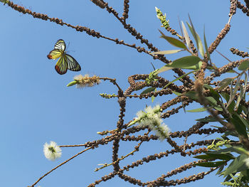 Low angle view of butterfly on plant against sky