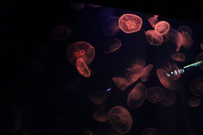 Jellyfish swimming in sea