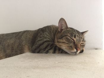 Close-up of a cat sleeping