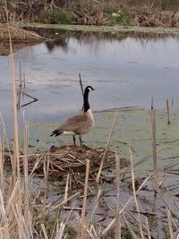 Bird flying over calm lake