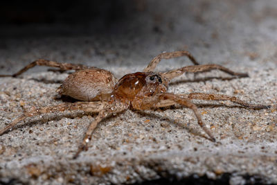 Close-up of spider