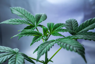 Close-up of fresh green plant