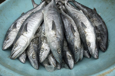 Close-up of fish in container