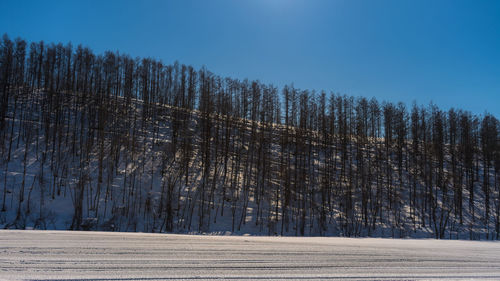 Trees on snow covered land against sky