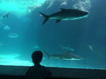 Rear view of boy looking at fishes in aquarium