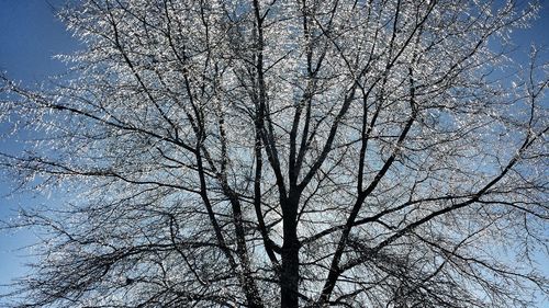 Low angle view of tree against clear sky