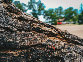 Close-up of tree trunk