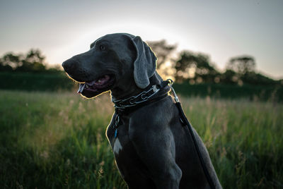 Close-up of black dog on field against sky