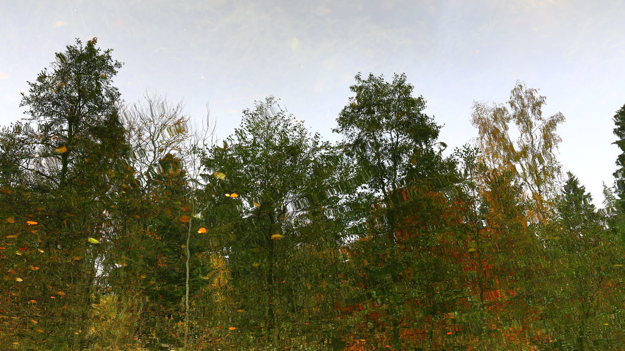 LOW ANGLE VIEW OF BAMBOO TREES IN FOREST