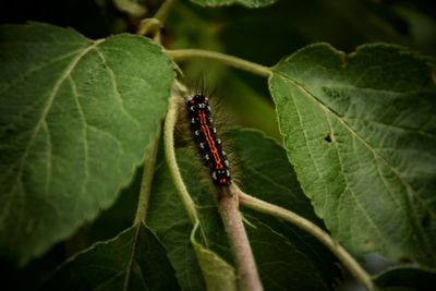 Close-up of insect on plant