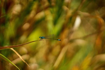 Close-up of dragonfly on plant