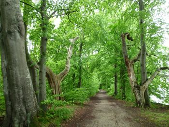 View of trees on landscape