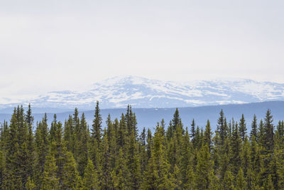 Scenic view of forest and mountains against sky