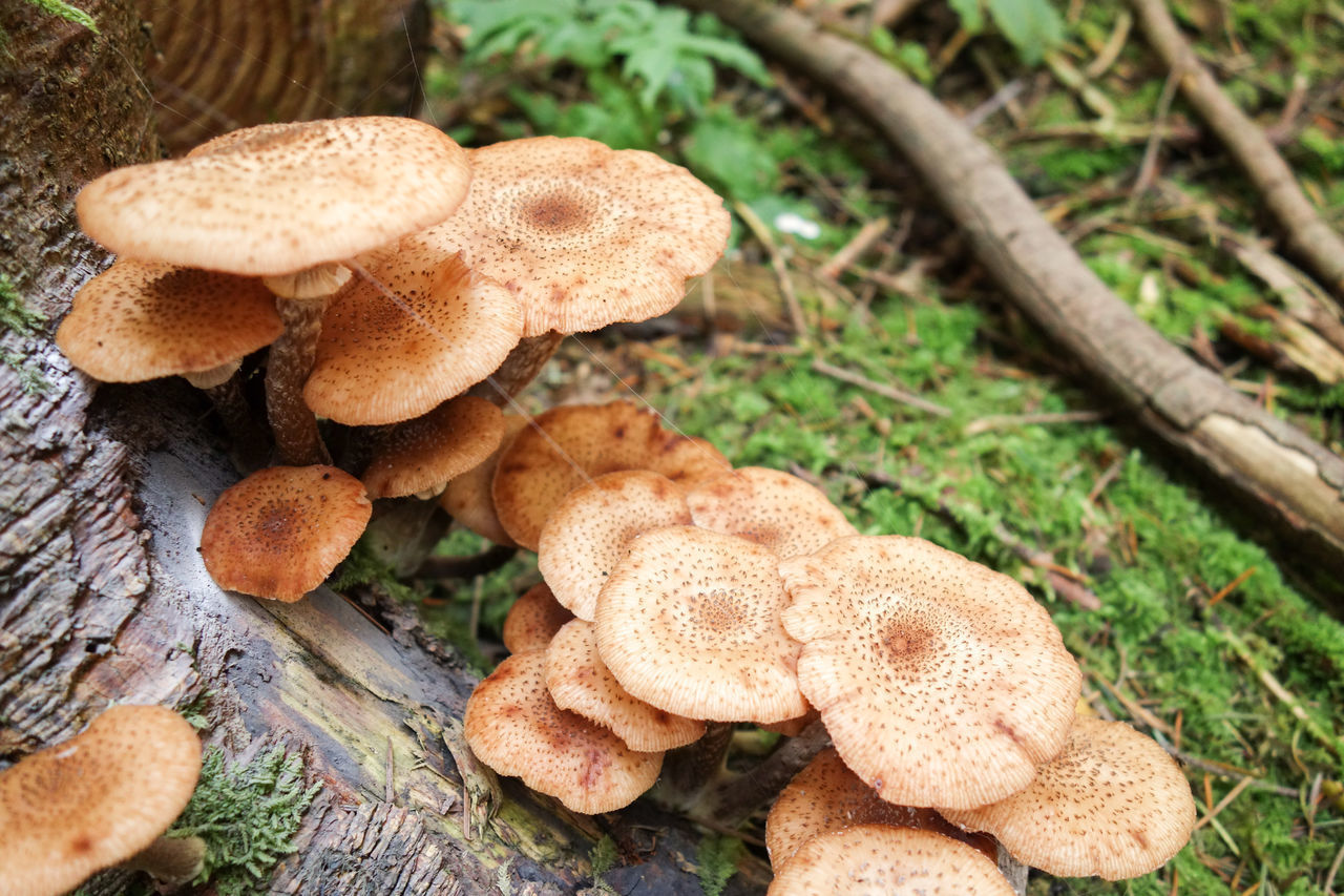 CLOSE-UP OF MUSHROOM ON TREE TRUNK