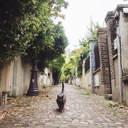 Cat sitting amidst trees