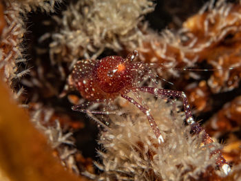 Close-up of spider