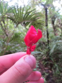 Close-up of hand holding pink flower